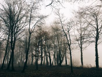 Trees in forest during autumn