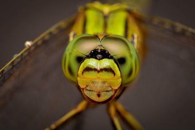 Close-up of insect on wood