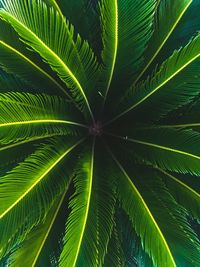 Low angle view of palm leaves