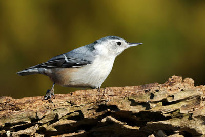 Close-up of bird perching outdoors