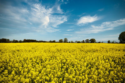 A sunny day at a rapeseed field
