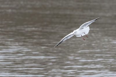 Seagulls flying over sea