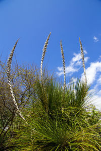 Low angle view of plants growing on field