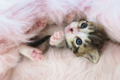 Close-up portrait of cute kitten on fur