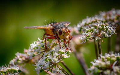 Close-up of insect pollinating on flower