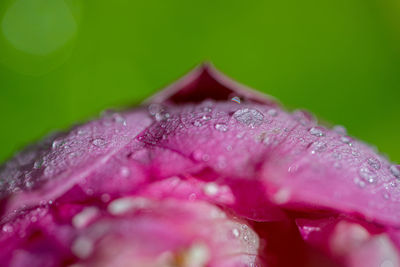 Close-up of raindrops on pink flower