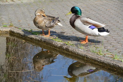 Ducks perching by pond
