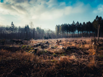Trees on field against sky