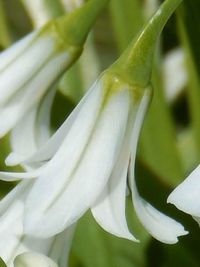 Close-up of white flowers