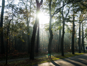 Trees in forest against sky