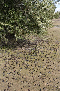 High angle view of starfish on field