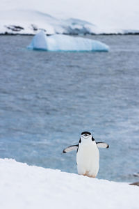 Penguin standing at beach during winter