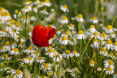 Close-up of fresh white flowers in field