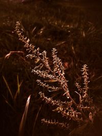 Close-up of plant at night