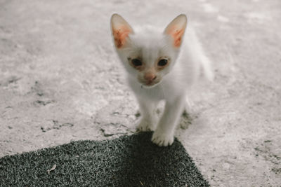 Portrait of white cat sitting outdoors