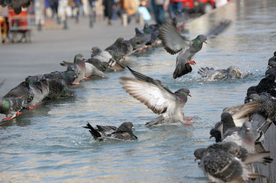 Flock of birds in a water