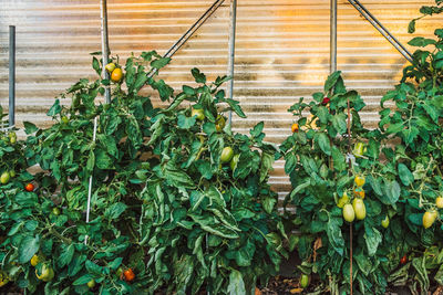 Plants growing in farm