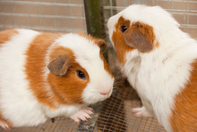 Guinea pig in a hatchery.