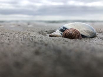 Close-up of snail on sand