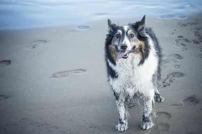 Portrait of dog sticking out tongue at beach