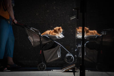 Rear view of man with dog on street