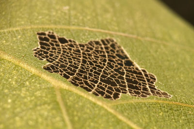Close-up of leaf in grass