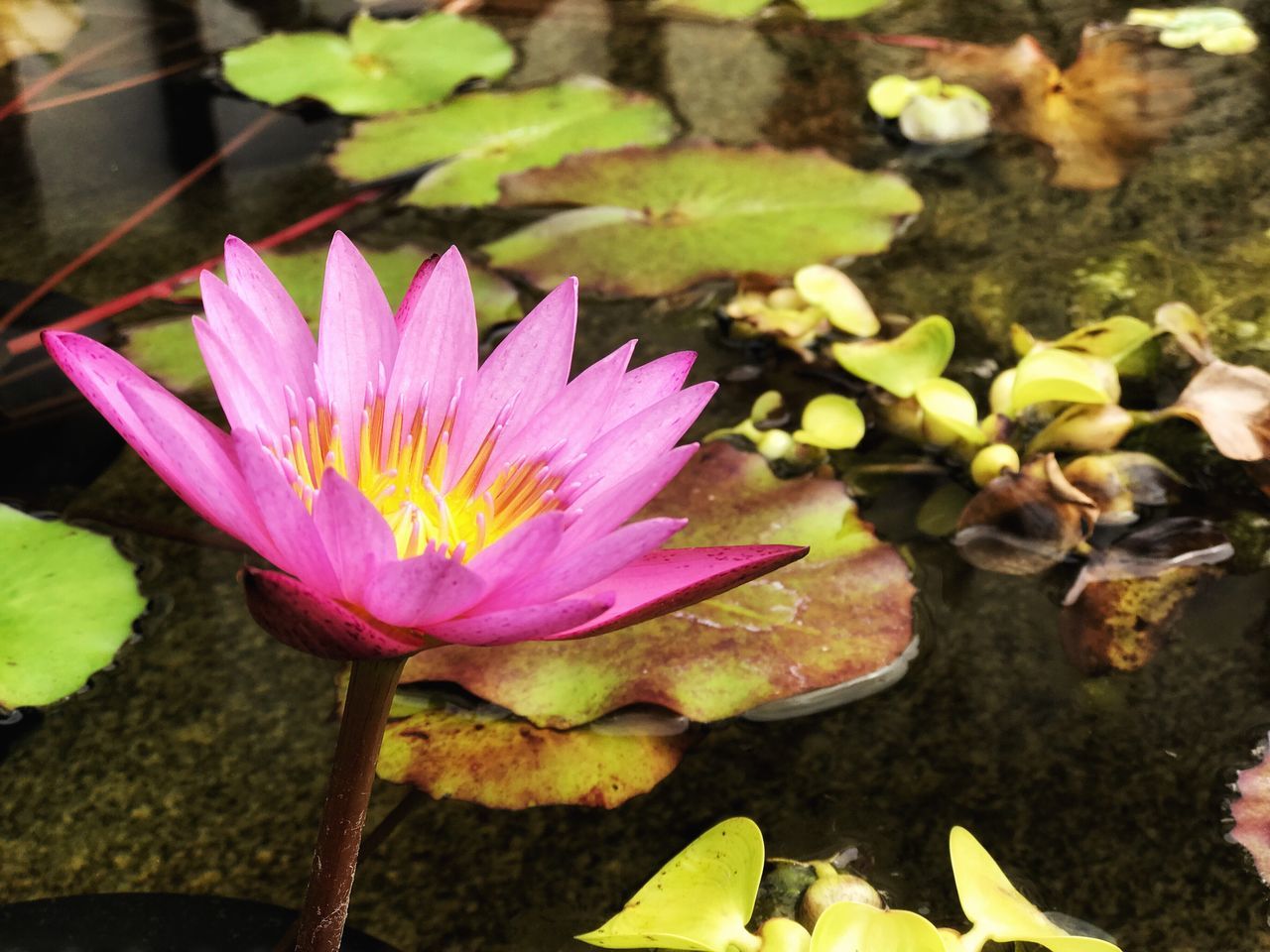 flower, petal, pond, fragility, flower head, beauty in nature, freshness, growth, nature, plant, water lily, leaf, water, day, no people, close-up, lotus water lily, outdoors, high angle view, lily pad, pink color, floating on water, blooming, lotus