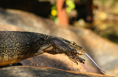 Close-up of lizard