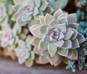 Close-up of succulent plant