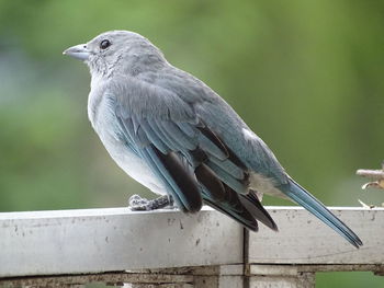Close-up of bird perching on railing