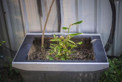 Potted plants in yard