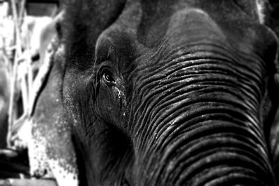 Close-up of elephant