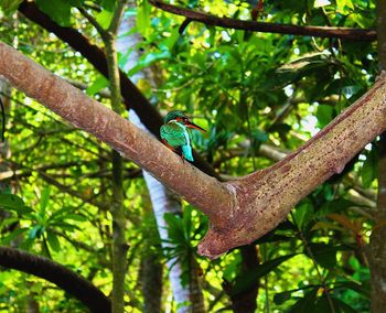 Low angle view of lizard on tree