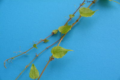 Close-up of creeper plant on blue wall