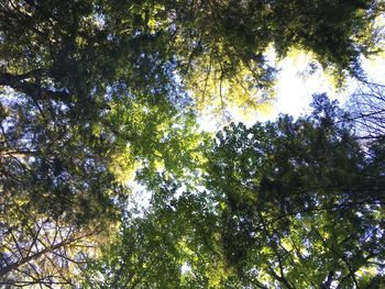 Low angle view of trees in forest against sky