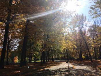 Trees in forest during autumn