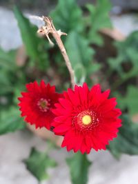 Close-up of red flower