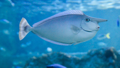 Fish swimming in sea