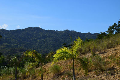 Scenic view of trees and mountains against blue sky