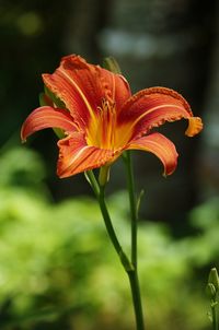 Close-up of day lily plant