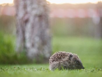 Close-up of hedgehog in garden