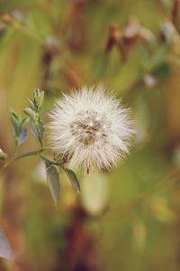 Close-up of dandelion flower