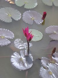 Close-up of lotus water lily