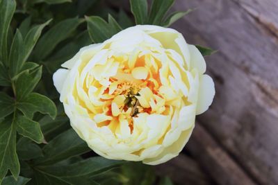 Close-up of yellow flower blooming outdoors