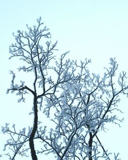 Low angle view of bare tree against clear sky