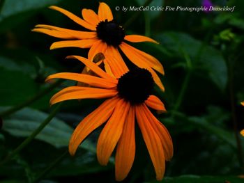 Close-up of black-eyed and yellow flower blooming outdoors