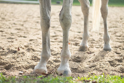 Low section of horse grazing on field