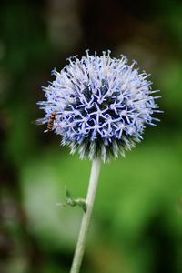 Close-up of purple flowering plant