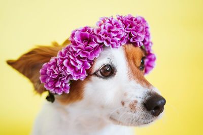 Jack russell dog wearing a crown of flowers over yellow background. spring or summer concept