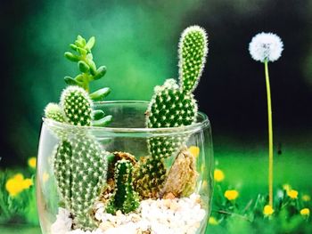 Close-up of flowers in jar